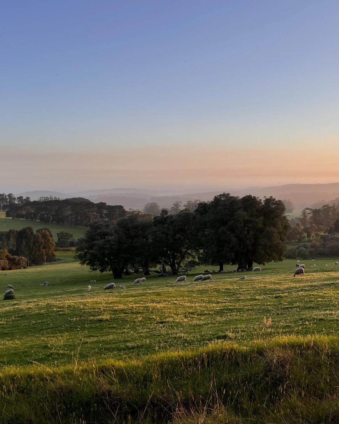 sheep grazing in a field illuminated by golden sunset light